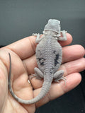 #1577, male, hypo, marbled, possible het Witblits, Zero Bearded Dragon for sale