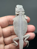 #1578, female, hypo, possible het Witblits, Zero Bearded Dragon for sale