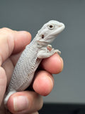 #1578, female, hypo, possible het Witblits, Zero Bearded Dragon for sale