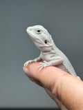 #1578, female, hypo, possible het Witblits, Zero Bearded Dragon for sale