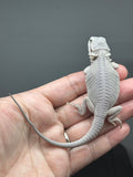 #1578, female, hypo, possible het Witblits, Zero Bearded Dragon for sale