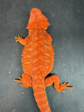 RM963, female, hypo, possible het albino, 50% Red Monster bearded dragon for sale