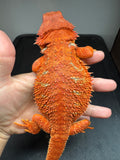 RM963, female, hypo, possible het albino, 50% Red Monster bearded dragon for sale