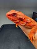 RM963, female, hypo, possible het albino, 50% Red Monster bearded dragon for sale