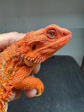 RM963, female, hypo, possible het albino, 50% Red Monster bearded dragon for sale