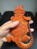 RM963, female, hypo, possible het albino, 50% Red Monster bearded dragon for sale