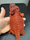 RM964, female, possible het Albino, possible het hypo, 50% Red Monster bearded dragon for sale