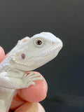 Zero Bearded Dragons – Currently Sold Out