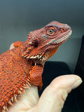 RM964, female, possible het Albino, possible het hypo, 50% Red Monster bearded dragon for sale