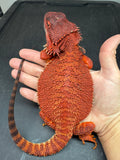 RM964, female, possible het Albino, possible het hypo, 50% Red Monster bearded dragon for sale