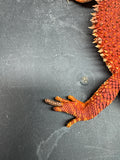 RM964, female, possible het Albino, possible het hypo, 50% Red Monster bearded dragon for sale