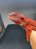 RM964, female, possible het Albino, possible het hypo, 50% Red Monster bearded dragon for sale