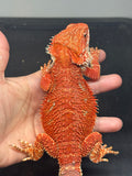 RM965, male, possible het hypo, possible het trans, 75% Red Monster bearded dragon for sale