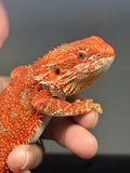 RM965, male, possible het hypo, possible het trans, 75% Red Monster bearded dragon for sale