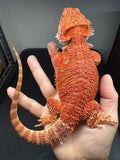 RM965, male, possible het hypo, possible het trans, 75% Red Monster bearded dragon for sale