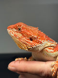 RM965, male, possible het hypo, possible het trans, 75% Red Monster bearded dragon for sale