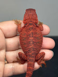 RM966, female, Trans, possible het hypo, 50% Red Monster bearded dragon for sale