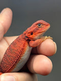 RM966, female, Trans, possible het hypo, 50% Red Monster bearded dragon for sale