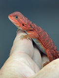 RM966, female, Trans, possible het hypo, 50% Red Monster bearded dragon for sale
