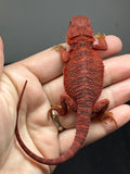 RM966, female, Trans, possible het hypo, 50% Red Monster bearded dragon for sale