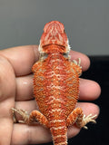 RM967, male, Hypo, possible het Witblits, 50% Red Monster bearded dragon for sale