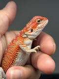 RM967, male, Hypo, possible het Witblits, 50% Red Monster bearded dragon for sale