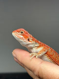 RM967, male, Hypo, possible het Witblits, 50% Red Monster bearded dragon for sale
