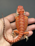 RM967, male, Hypo, possible het Witblits, 50% Red Monster bearded dragon for sale