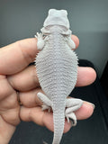#1580, female, hypo, possible het wits/trans, Zero Bearded Dragon for sale