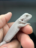 #1580, female, hypo, possible het wits/trans, Zero Bearded Dragon for sale
