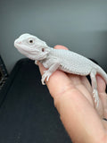 #1580, female, hypo, possible het wits/trans, Zero Bearded Dragon for sale