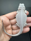 #1580, female, hypo, possible het wits/trans, Zero Bearded Dragon for sale