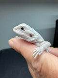 #1581, male, hypo, possible het wits/trans, Zero Bearded Dragon for sale