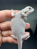 #1581, male, hypo, possible het wits/trans, Zero Bearded Dragon for sale