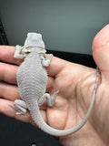 #1581, male, hypo, possible het wits/trans, Zero Bearded Dragon for sale