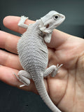 #1581, male, hypo, possible het wits/trans, Zero Bearded Dragon for sale