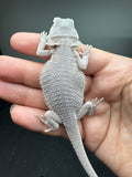 #1581, male, hypo, possible het wits/trans, Zero Bearded Dragon for sale