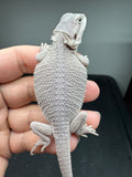 #1582, female hypo, Zero, possible het Witblits, Zero Bearded Dragon for sale