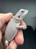 #1582, female hypo, Zero, possible het Witblits, Zero Bearded Dragon for sale