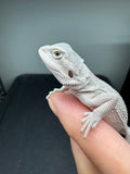 #1582, female hypo, Zero, possible het Witblits, Zero Bearded Dragon for sale
