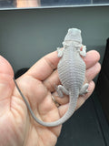 #1582, female hypo, Zero, possible het Witblits, Zero Bearded Dragon for sale