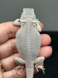 #1583, male, hypo, possible het wits, Zero Bearded Dragon for sale