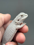 #1583, male, hypo, possible het wits, Zero Bearded Dragon for sale