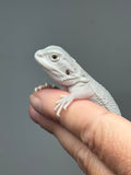 #1583, male, hypo, possible het wits, Zero Bearded Dragon for sale