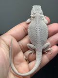 #1583, male, hypo, possible het wits, Zero Bearded Dragon for sale