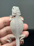 #1584, female, hypo, possible het wits, Zero Bearded Dragon for sale