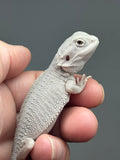 #1584, female, hypo, possible het wits, Zero Bearded Dragon for sale