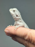 #1584, female, hypo, possible het wits, Zero Bearded Dragon for sale