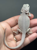 #1584, female, hypo, possible het wits, Zero Bearded Dragon for sale