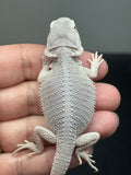 #1585, male, hypo, possible het wits, Zero Bearded Dragon for sale